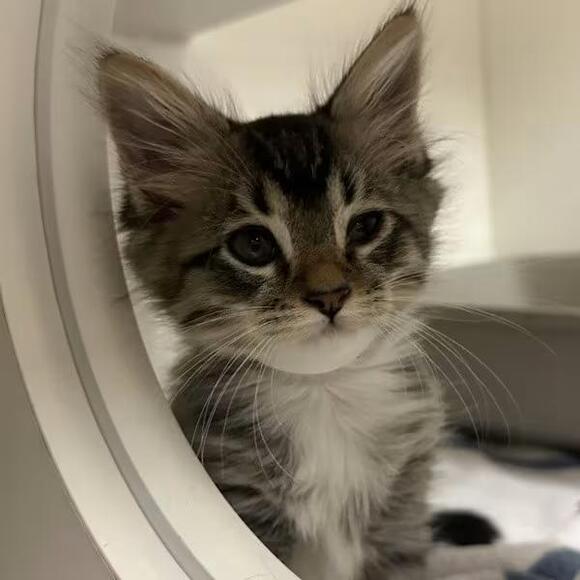 🐱 Playful, Gentle & Curious Cats Ready for Adoption in Walnut Creek ...