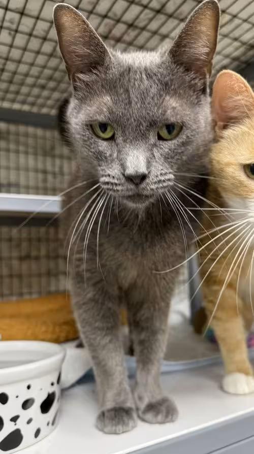 🐱 Friendly Cats Waiting for Adoption in Satellite Beach - NewsBreak