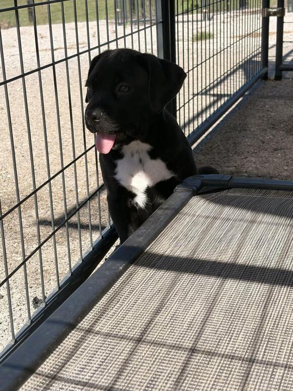 🐶 Boxer & Lab Pups Ready for Adoption in Cynthiana, KY - NewsBreak