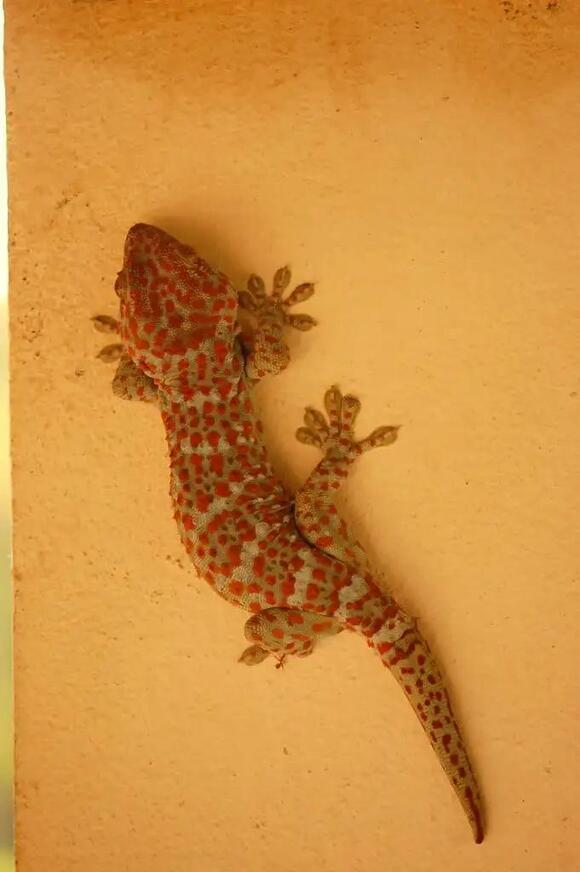 Types of Lizards in Maui: Geckos, Skinks, Anoles, and Chameleons ...