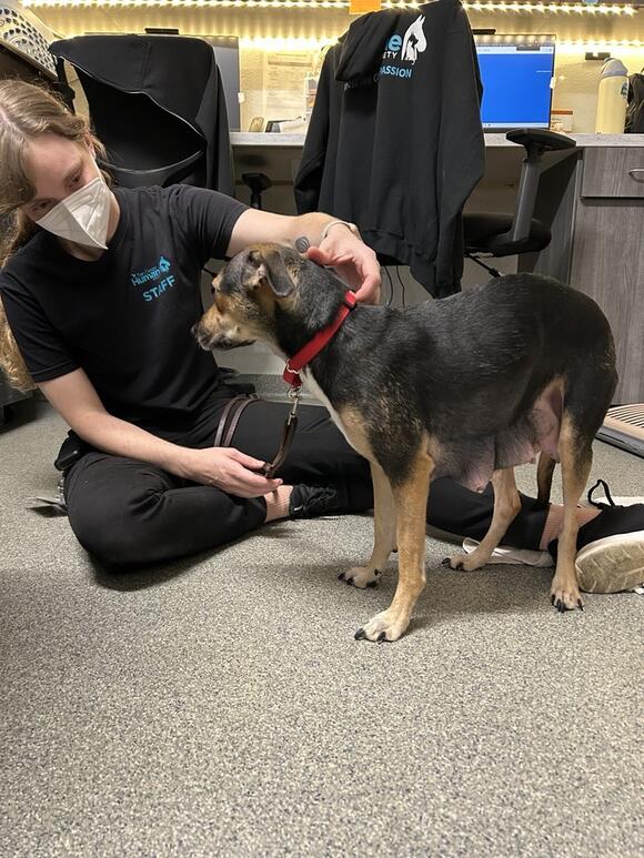 12 dogs receiving emergency care after Escondido apartment fire - NewsBreak