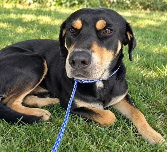 🐶 Playful, Gentle & Loyal Dogs Ready for Adoption in Austin - NewsBreak