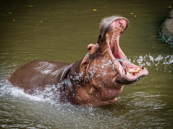 6 Animals With Big Teeth: From Ocean Giants to Prehistoric Predators ...