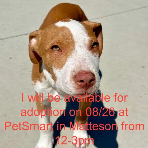 🐶 Playful, Senior & Puppy Dogs Waiting for Homes in Matteson - NewsBreak