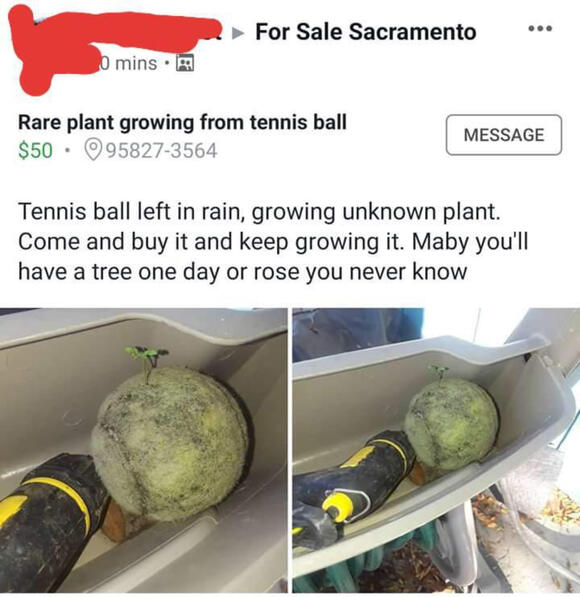 25 Random Things People Actually Tried to Sell Online - NewsBreak