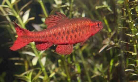 10 Fish That Thrive in Schools And 3 That Must Be Kept Alone - NewsBreak