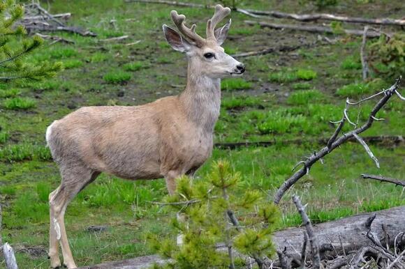 7 Types of Deer in North America: A Species-by-Species Guide - NewsBreak