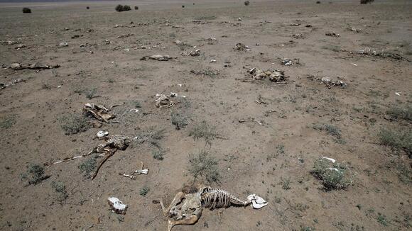 How Climate Change Is Affecting Zebra Migration - NewsBreak