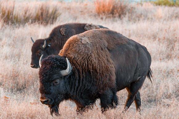 Largest Bison ‘Big Bull’ Ever Recorded - NewsBreak