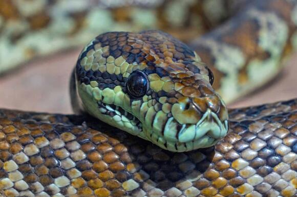 27 New Species Discovered in Peru’s Rainforest Expedition - NewsBreak