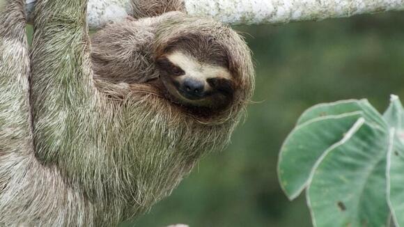 Why Sloths Give Gentle Smiles - NewsBreak