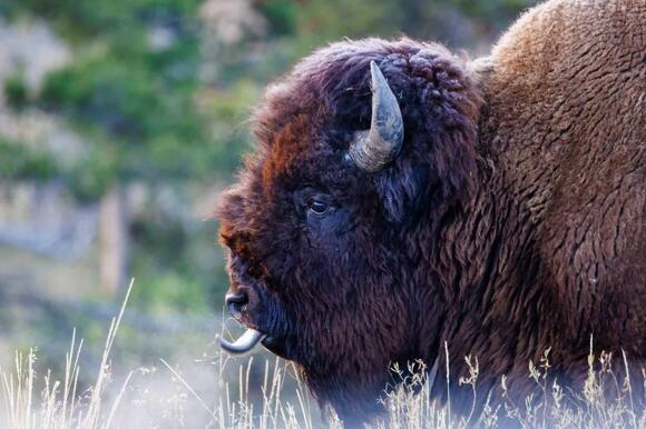 A Bison DNA Bank Is Now Protecting the Species From Extinction - NewsBreak