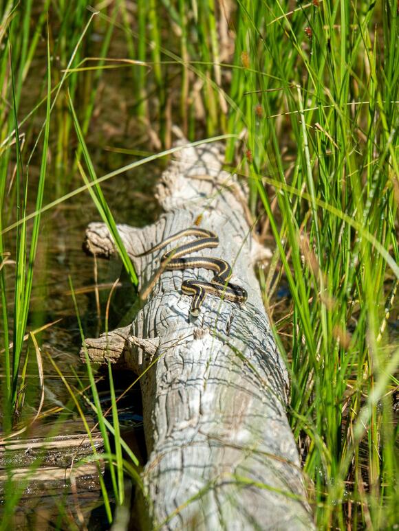 Lake Shelbyville, Rend Lake, And Carlyle Lake Rank Among The Most Snake ...