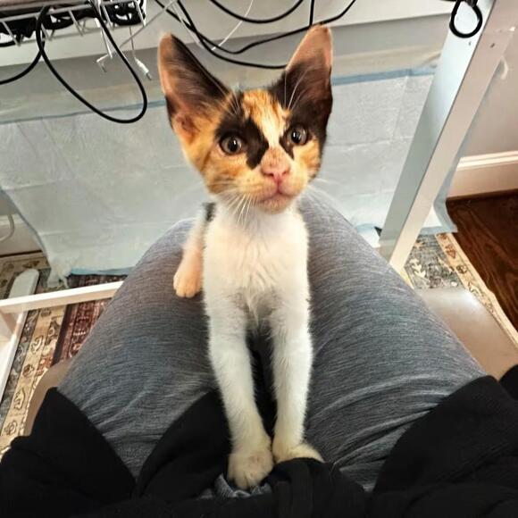 🐱 Playful & Loving Cats Ready for Adoption in Houston - NewsBreak