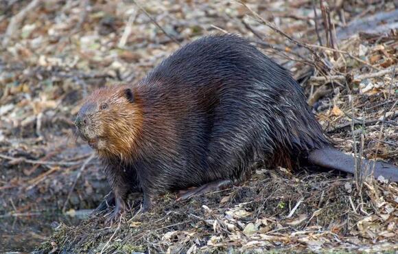 What Do You Call a Group of Beavers? The Answer Is More Wholesome Than ...