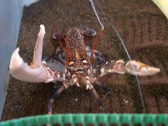 Lobsters Don't Scream When They're Boiled - NewsBreak