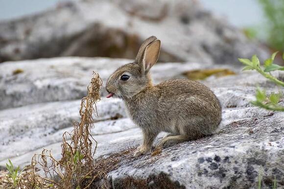 How to Care for Your Pet Rabbit A Complete Guide - NewsBreak