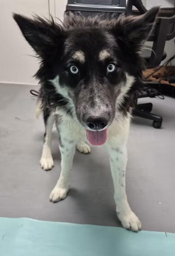 🐶 Playful, Shy & Sweet Dogs Ready for Adoption in Loveland - NewsBreak
