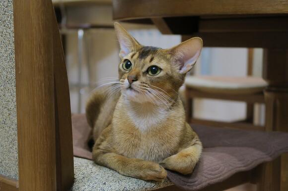 10 Cat Breeds That Need Extra Care in Winter (And 5 That Love Snow ...