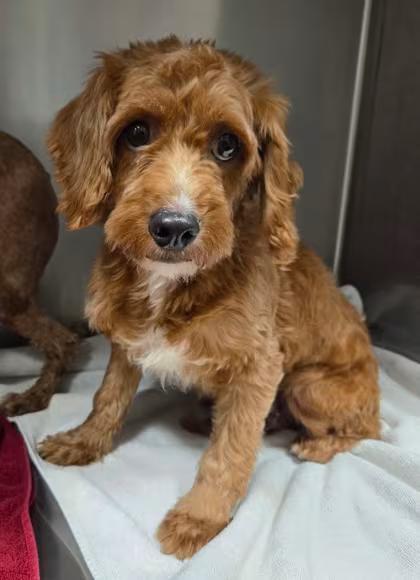 🐶 Playful, Gentle & Loyal Dogs Ready for Adoption in Kinzers - NewsBreak