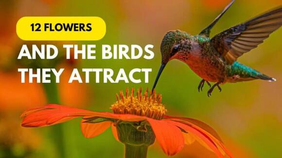 12 Flowers & The Beautiful Birds They’ll Attract To Your Yard - NewsBreak