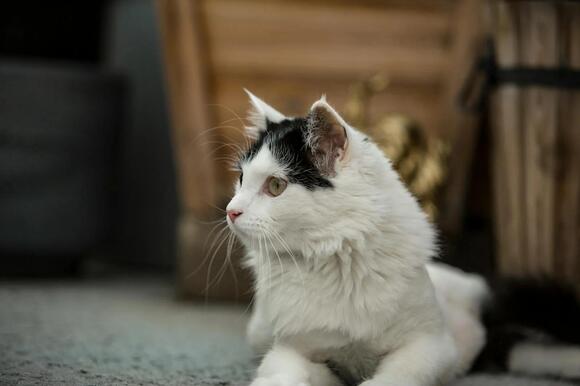 A closer look at Controlling Flea Populations In Urban Cats