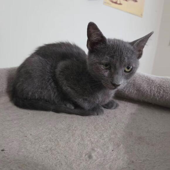 🐱 Playful Kittens & Sweet Young Cats Ready to Adopt in Bentonville ...
