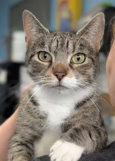 🐱 Sweet Shelter Cats in Canfield — Adopt Your New Friend - NewsBreak