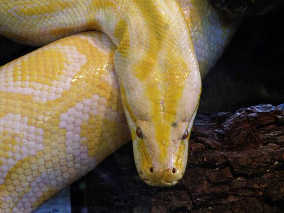 Florida’s Invasive Python Problem Is Getting Worse, and Scientists Are ...
