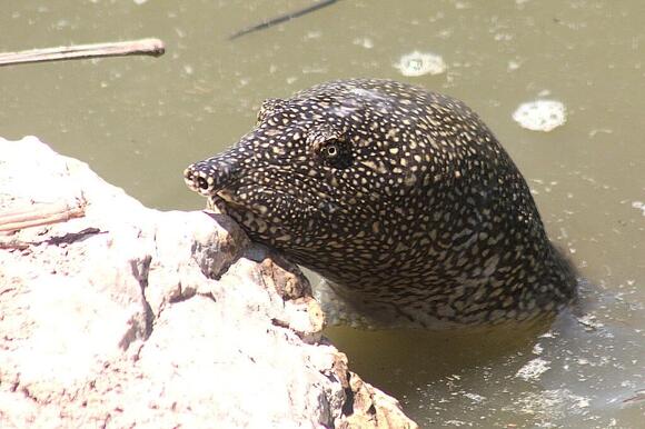 Yangtze Giant Softshell Turtle A Species with Fewer Than Five Left ...
