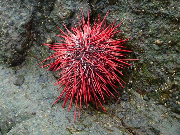 Marine Life Struggles with Increasing Ocean Acidification - NewsBreak