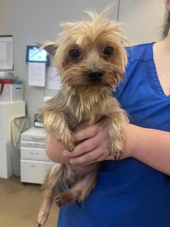 🐶 Playful Florence Dogs Ready for Adoption and New Homes - NewsBreak