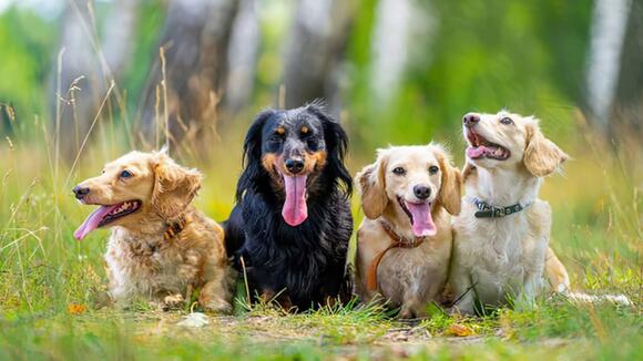 Do Dogs Get Jealous? A Study Found They React When Owners Pet a Fake ...