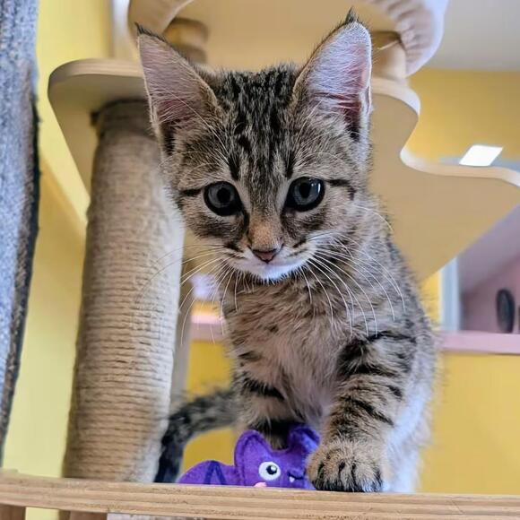 🐱 Playful Young Cats Ready for Adoption in Huntsville, AR - NewsBreak