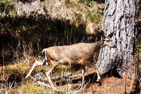7 Types of Deer in North America: A Species-by-Species Guide - NewsBreak