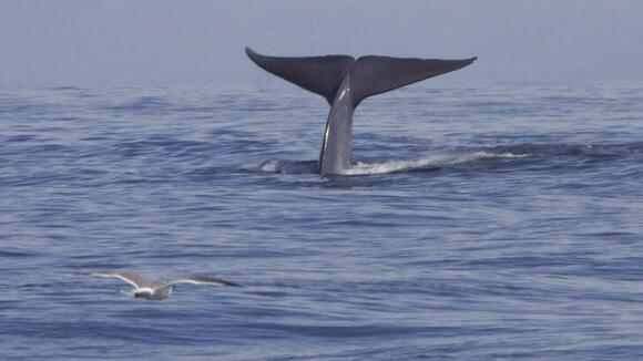 Marine Mammals Seen Off the Coast of Northern California - NewsBreak