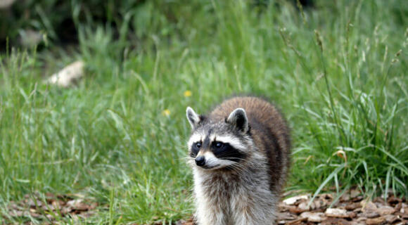Tennessee Begins Annual Rabies Vaccine Baiting Program - NewsBreak