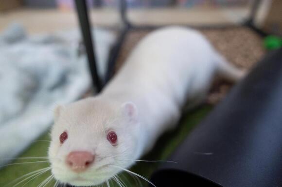 Bird Flu Is Raging on a Mink Farm. It Could Spark a Human Pandemic ...