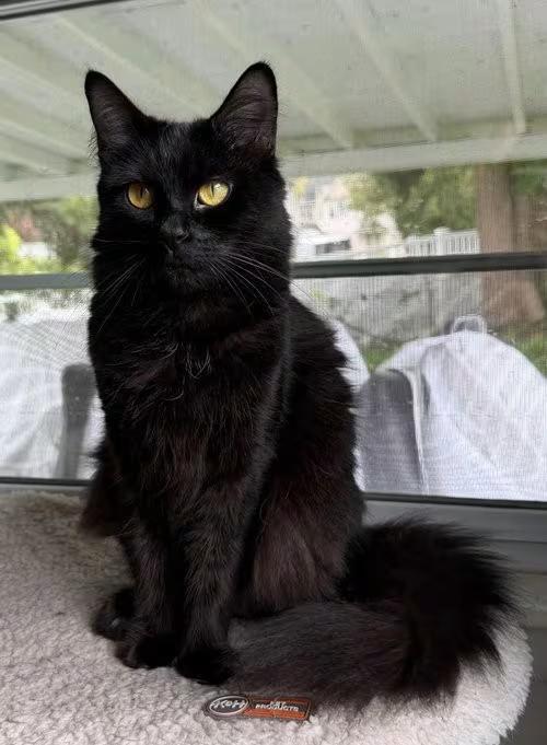🐱 Gentle, Playful & Independent Cats Ready for Adoption in Batavia ...