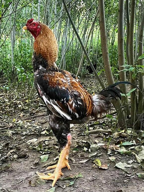 No, This 4-Foot-Tall Chicken Isn’t AI - NewsBreak