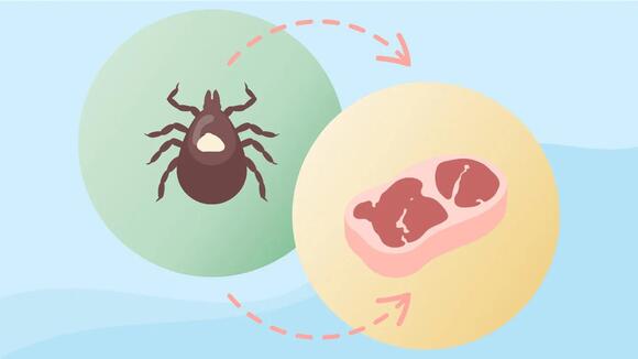Tick Season Is Here - and So Is This Tick-Borne Disease That Makes You ...