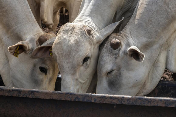 Most Expensive Cow sold for $4,000,000 - NewsBreak