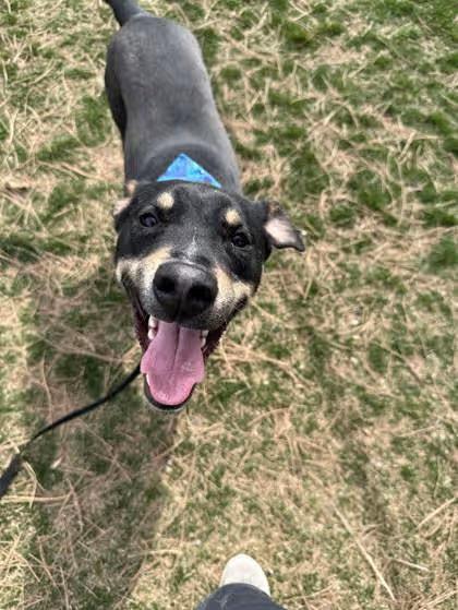 🐶 Playful, Loyal & Loving Dogs Ready for Adoption in Hamilton - NewsBreak