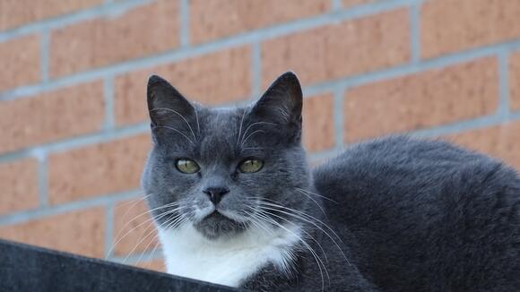How Your Cat's Personality Might Change With Age - NewsBreak
