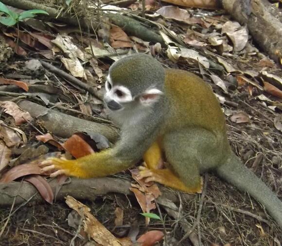 What Do You Call a Group of Monkeys? It's Not a Barrel - NewsBreak