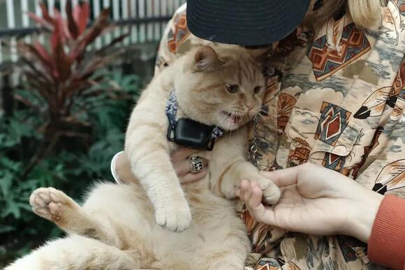 7 Common Habits That Unintentionally Stress Out Your Beloved Cat 