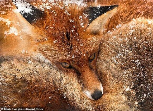Stunning wildlife photos taken by Chris Packham over the last 15 years ...