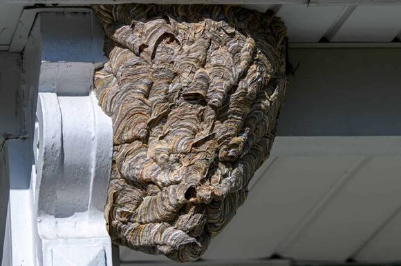 Watch What Happens When a Man Fires a Slingshot at Massive Wasp Nest ...