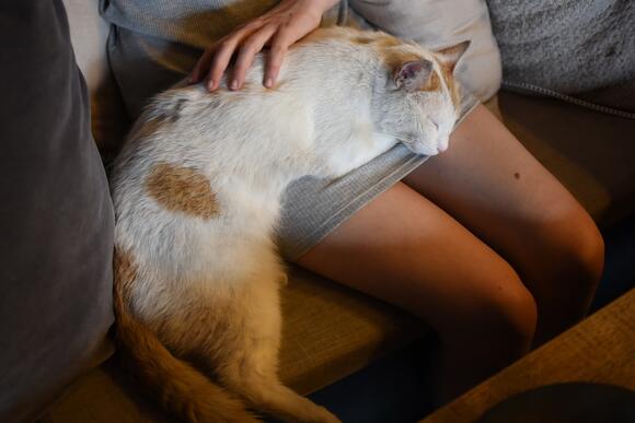 10 Signs Your Cat Considers You Their Emotional Home - NewsBreak
