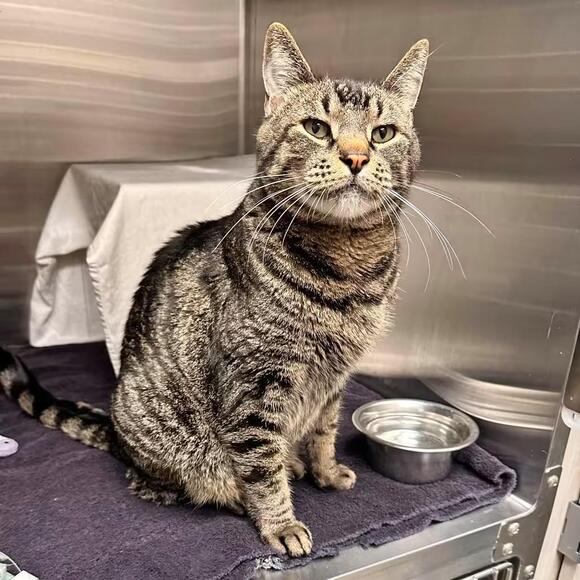 🐱 Gentle Shelter Cats in Hailey Looking for Loving Homes - NewsBreak